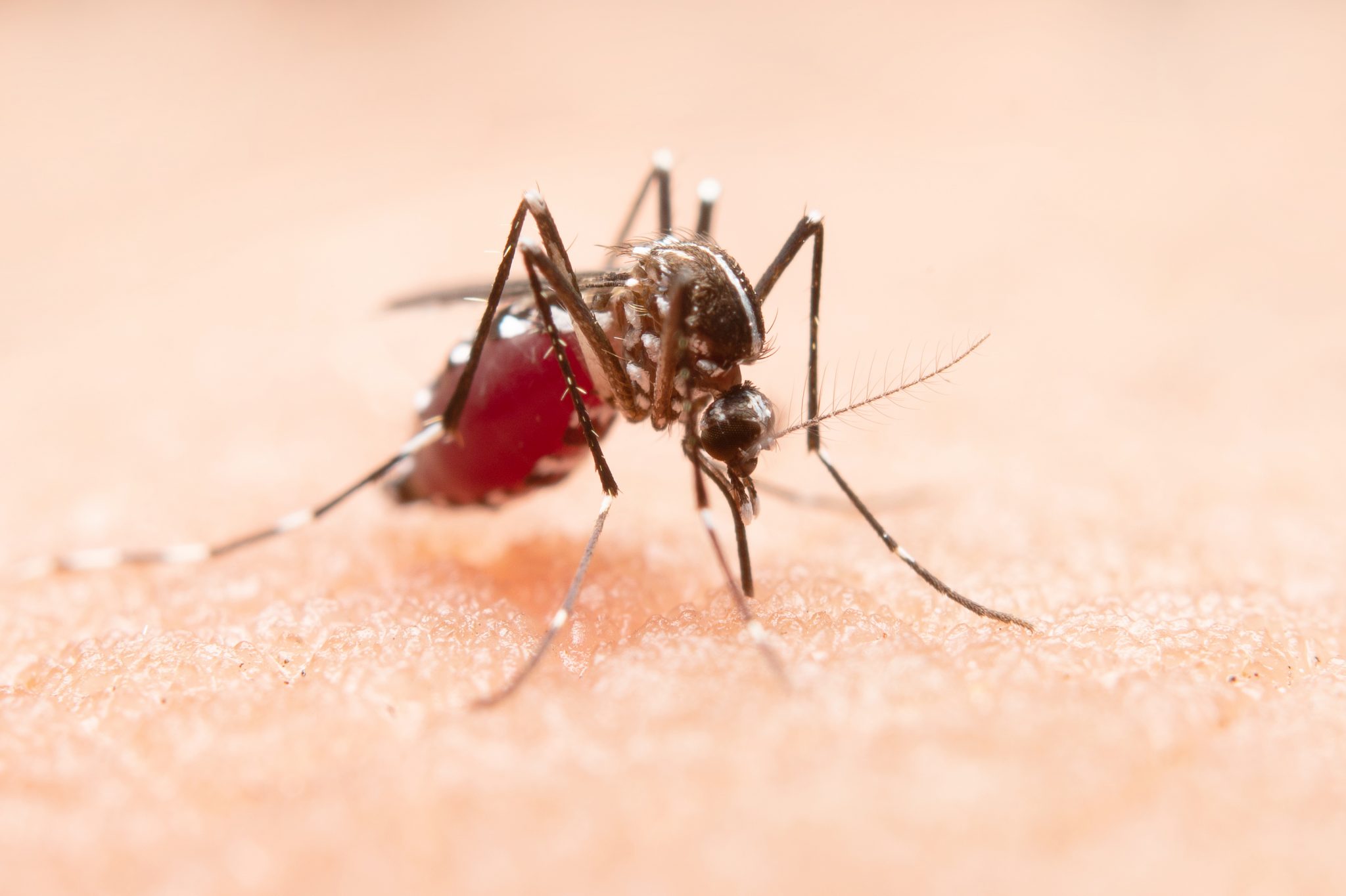 Arboviroses são passadas por mosquitos como o da dengue