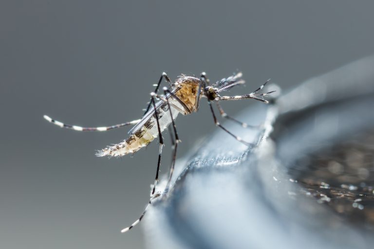 Casos de dengue precisam de atenção