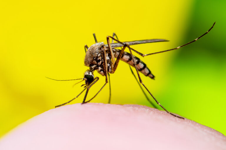 Dengue: quais remédios são contraindicados e quais podem ser usados para tratar sintomas