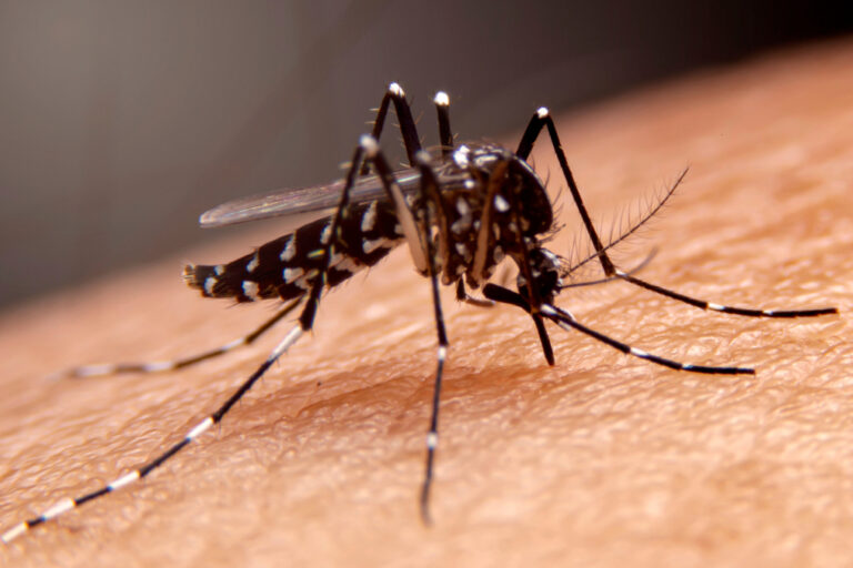 Brasil ultrapassa 1 milhão de casos de dengue em 2024